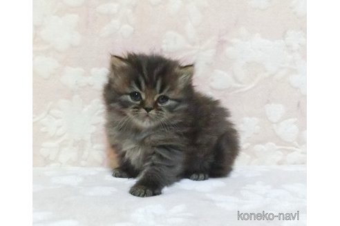 販売中の鹿児島県のスコティッシュフォールド-105394の4枚目