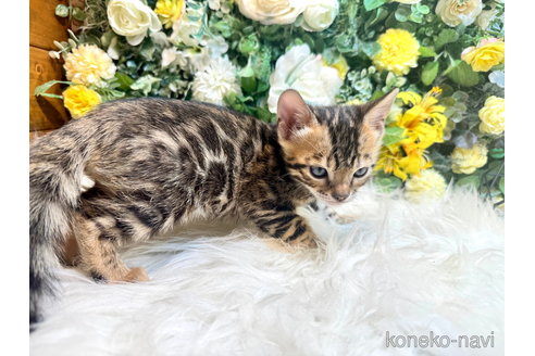 成約済の愛媛県のベンガル-105397の18枚目