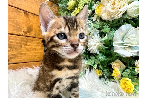 成約済の愛媛県のベンガル-105397の1枚目