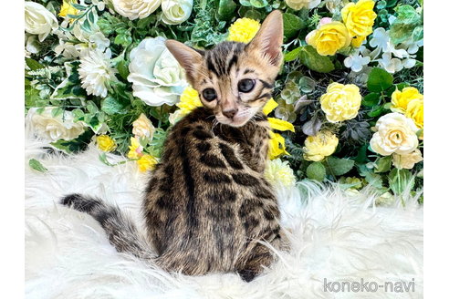 成約済の愛媛県のベンガル-105405の8枚目