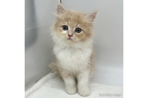 成約済の愛知県のラガマフィン-105408の2枚目