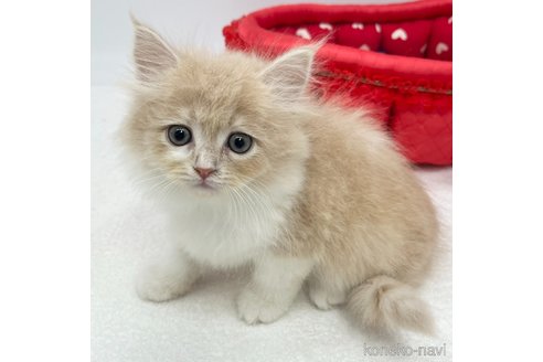 成約済の愛知県のラガマフィン-105408の4枚目