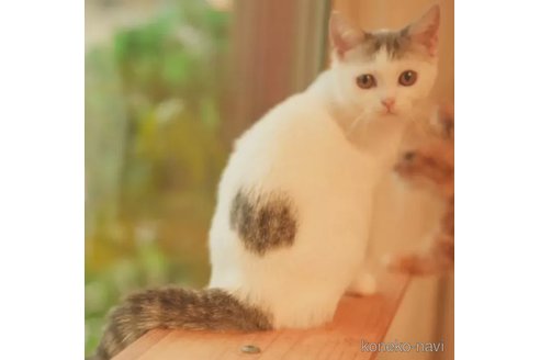 成約済の京都府のマンチカン-105407の2枚目