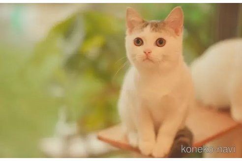 成約済の京都府のマンチカン-105407の1枚目