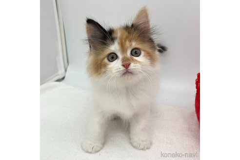 成約済の愛知県のノルウェージャンフォレストキャット-105409の1枚目