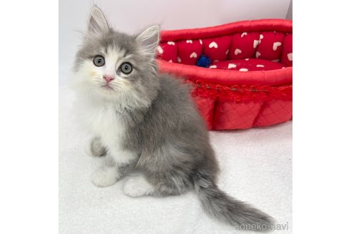 成約済の愛知県のノルウェージャンフォレストキャット-105411の2枚目