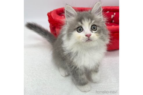 成約済の愛知県のノルウェージャンフォレストキャット-105411の4枚目