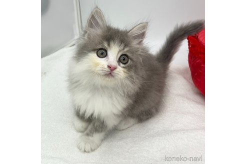 成約済の愛知県のノルウェージャンフォレストキャット-105411の3枚目