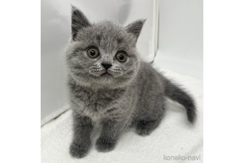 成約済の愛知県のブリティッシュショートヘア-105412の1枚目