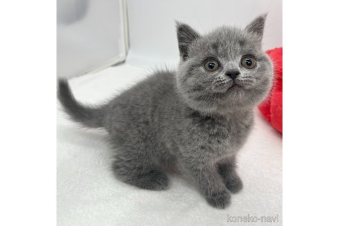 成約済の愛知県のブリティッシュショートヘア-105412の2枚目