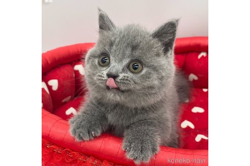 成約済の愛知県のブリティッシュショートヘア-105412の4枚目