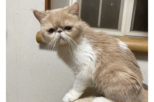茶緒ちゃん1枚目
