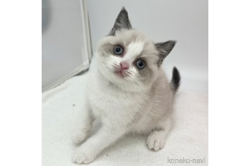 成約済の愛知県のブリティッシュショートヘア-105413の1枚目