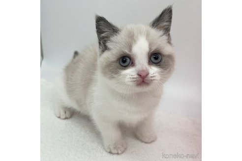 成約済の愛知県のブリティッシュショートヘア-105413の2枚目