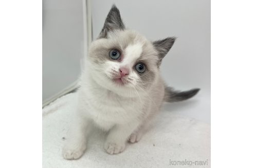 成約済の愛知県のブリティッシュショートヘア-105413の3枚目