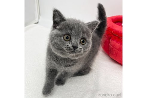 成約済の愛知県のブリティッシュショートヘア-105414の2枚目