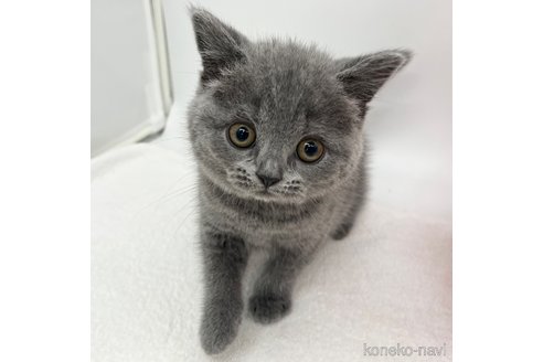 成約済の愛知県のブリティッシュショートヘア-105414の3枚目