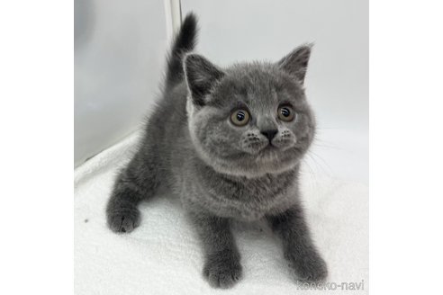 成約済の愛知県のブリティッシュショートヘア-105414の4枚目