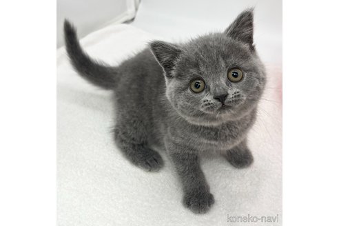 成約済の愛知県のブリティッシュショートヘア-105414の1枚目