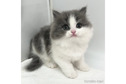 成約済の愛知県のブリティッシュロングヘア-105415の1枚目