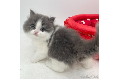 成約済の愛知県のブリティッシュロングヘア-105415の4枚目