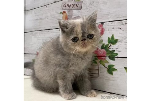成約済ののエキゾチックショートヘア-105416