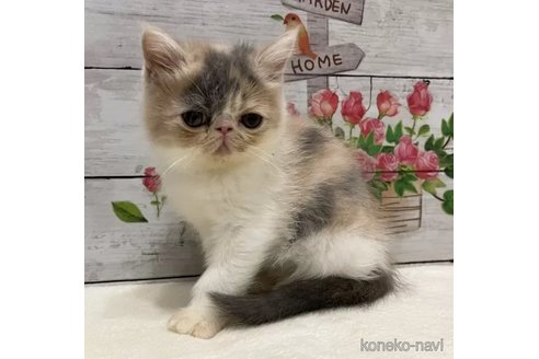 成約済の山梨県のエキゾチックショートヘア-105417の1枚目
