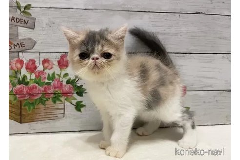 成約済の山梨県のエキゾチックショートヘア-105417の7枚目