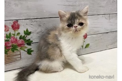 成約済の山梨県のエキゾチックショートヘア-105417の2枚目