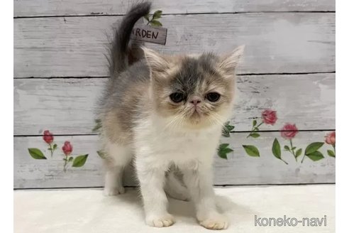 成約済の山梨県のエキゾチックショートヘア-105417の3枚目
