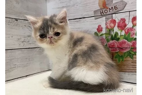 成約済の山梨県のエキゾチックショートヘア-105417の4枚目