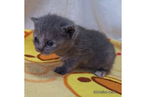 成約済の北海道のブリティッシュショートヘア-105428の4枚目