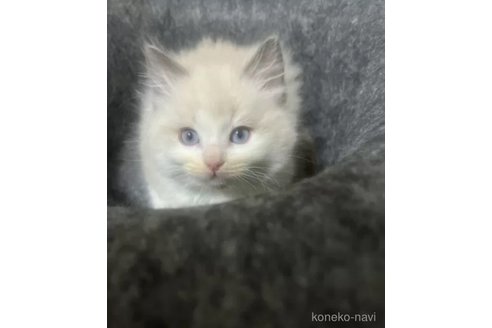 成約済の千葉県のラグドール-105426の3枚目