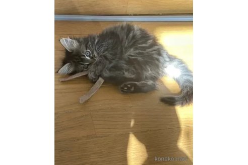 成約済の愛知県のメインクーン-105447の4枚目