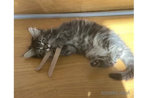 成約済の愛知県のメインクーン-105447の2枚目