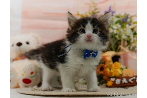 成約済の神奈川県のノルウェージャンフォレストキャット-105512の10枚目