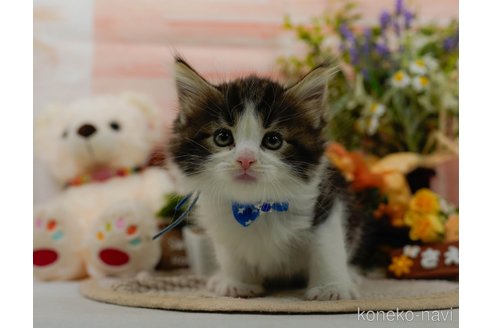 成約済の神奈川県のノルウェージャンフォレストキャット-105512の3枚目