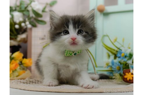 成約済の神奈川県のノルウェージャンフォレストキャット-105533の1枚目