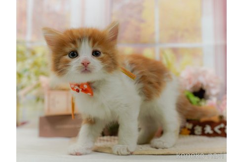 成約済の神奈川県のノルウェージャンフォレストキャット-105534の14枚目