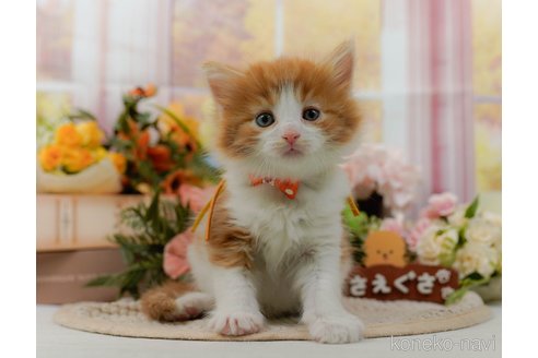 成約済の神奈川県のノルウェージャンフォレストキャット-105534の8枚目