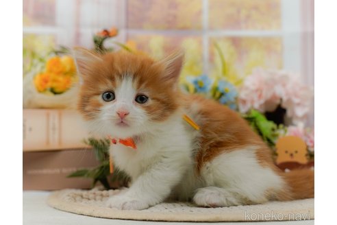 成約済の神奈川県のノルウェージャンフォレストキャット-105534の10枚目