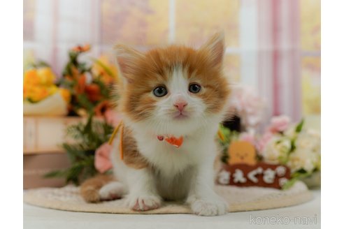成約済の神奈川県のノルウェージャンフォレストキャット-105534の11枚目
