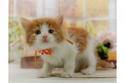 成約済の神奈川県のノルウェージャンフォレストキャット-105534の1枚目