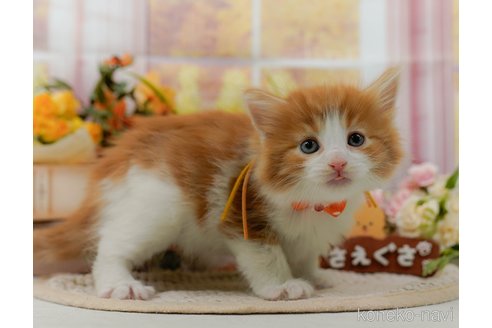 成約済の神奈川県のノルウェージャンフォレストキャット-105534の3枚目