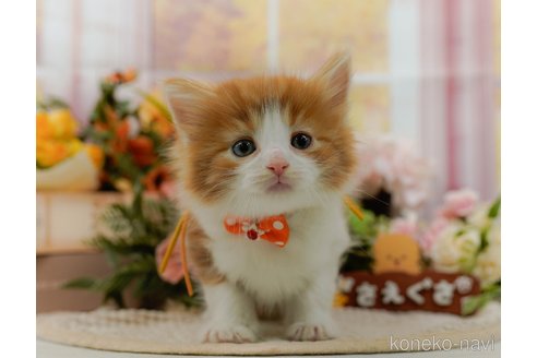成約済の神奈川県のノルウェージャンフォレストキャット-105534の4枚目