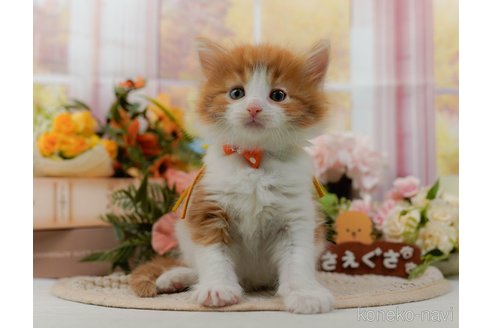 成約済の神奈川県のノルウェージャンフォレストキャット-105534の5枚目