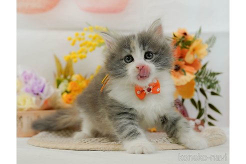 成約済の神奈川県のノルウェージャンフォレストキャット-105539の7枚目