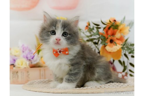 成約済の神奈川県のノルウェージャンフォレストキャット-105539の6枚目