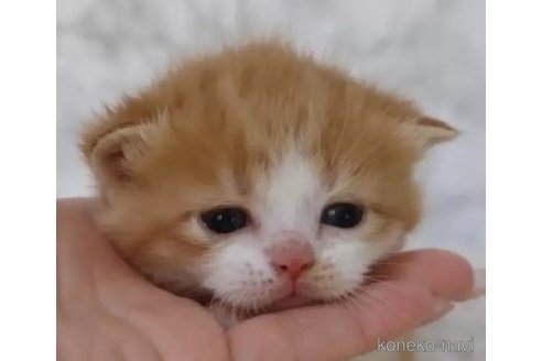 成約済の埼玉県のスコティッシュフォールド-105538の5枚目