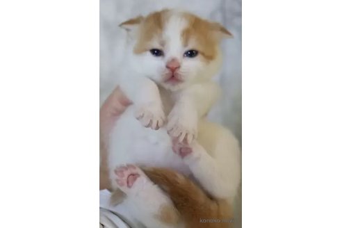 成約済の埼玉県のスコティッシュフォールド-105540の6枚目
